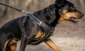 10 Best Dog Harnesses for Dogs That Pull on Leash