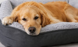 10 Dog Beds That Are Actually Machine Washable