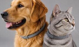 10 Flea Collars That Are Safe and Actually Work