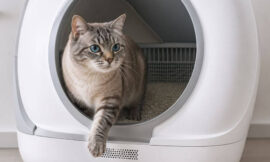 10 Self-Cleaning Litter Boxes Worth the Price