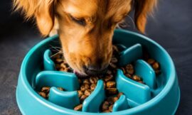 10 Slow Feeder Bowls for Dogs Who Eat Too Fast