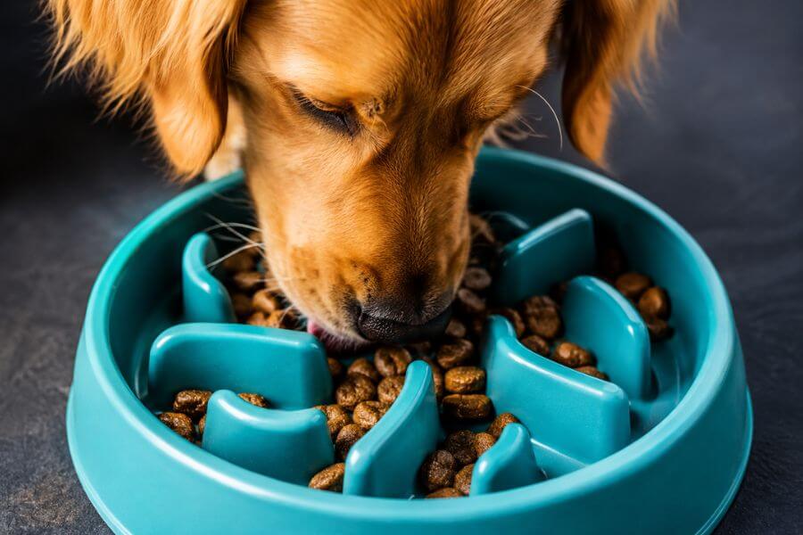 10 Slow Feeder Bowls for Dogs Who Eat Too Fast brobro10