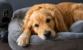 10 Best Premium Pet Products That Spoiled Dogs Actually Love